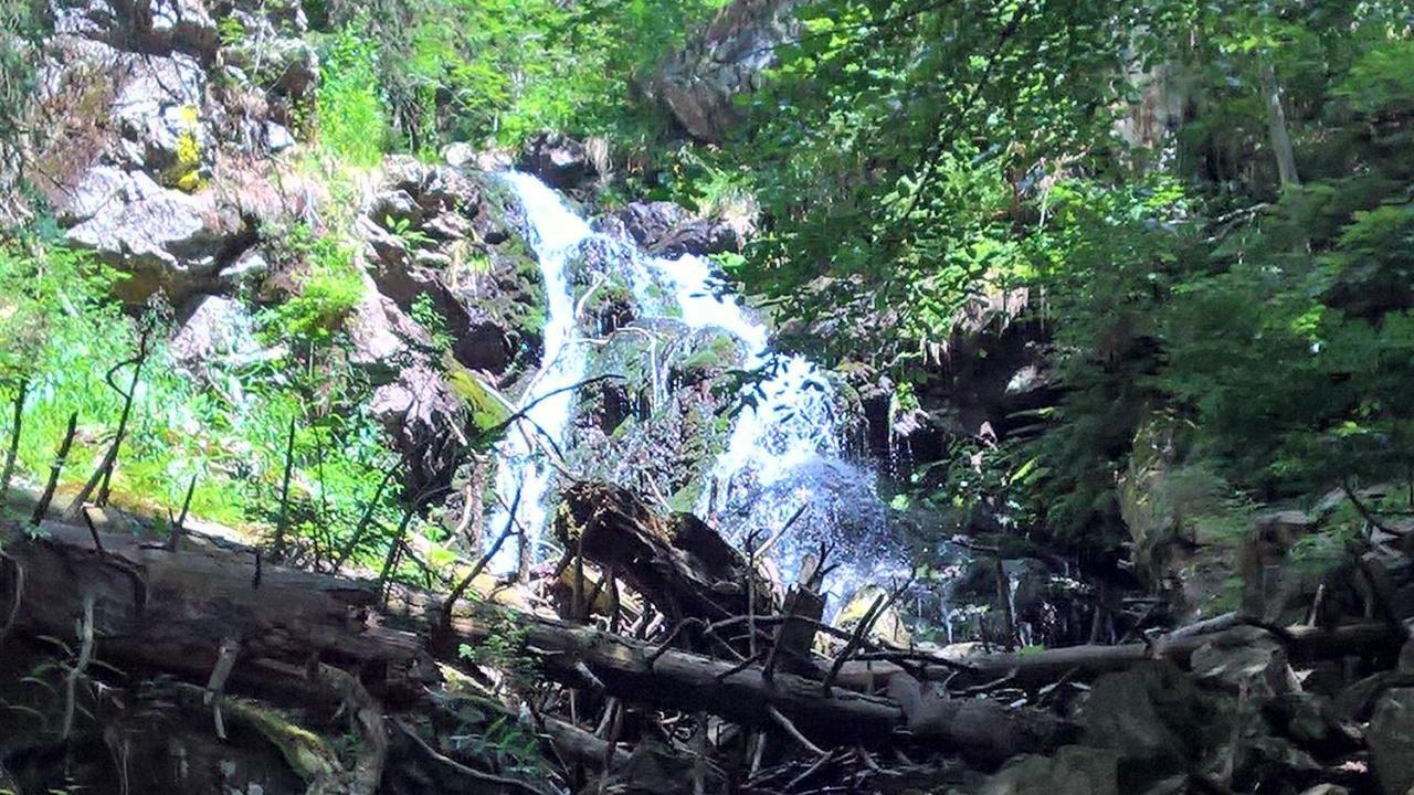 Hotel Zur Waldbahn تزفيسل المظهر الخارجي الصورة